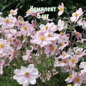 Комплект 5шт / Анемона гибрдная Макс Фогель