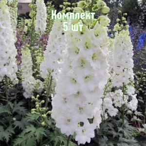 Комплект 5шт / Дельфиниум Пацифик Джиант (белый)