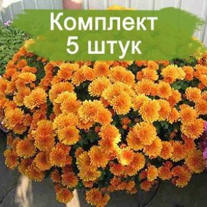 Саженцы хризантемы оранжевой мультифлоры Молфетта Оранж (Molfetta Orange) -  комплект 5 шт.