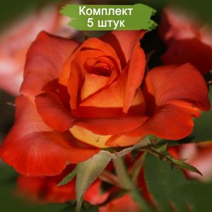 Саженцы чайно-гибридной розы Наранга (Naranga) -  комплект 5 шт.