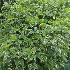 Саженец бузины чёрной Вариегата (Variegata)