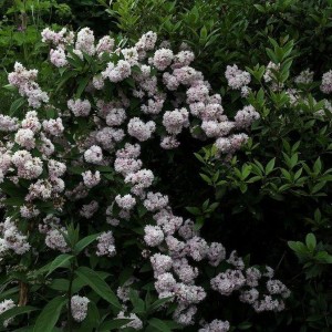 Саженец дейции розовой Пинк Пом Пом (Pink Pom-Pom)