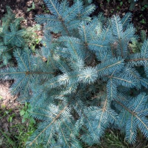 Саженец Ели Голубой Мисти Блу (Misty Blue) 20-40 см