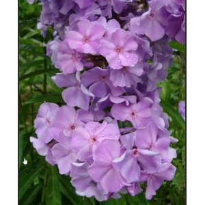 Саженец Флокса Метельчатего Лилак Тайм