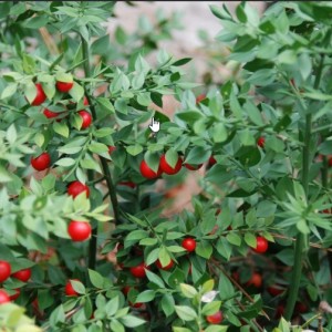 Саженец иглицы Итальянской