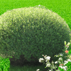 Саженец ивы шаровидной Карлик