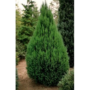 Саженец кипарисовика Туевидный 40-60 см