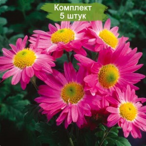 Саженцы среднецветковой розовой хризантемы Мальчиш Кибальчиш -  комплект 5 шт.