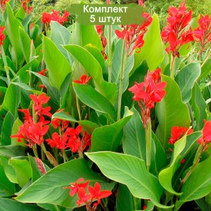 Саженцы Канны Президент -  комплект 5 шт.