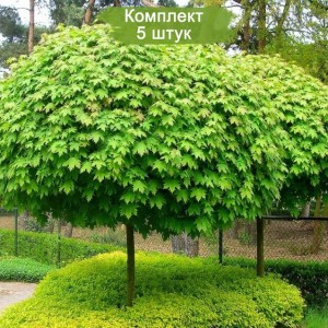 Саженцы клёна остролистного (до 100 см) -  комплект 5 шт.