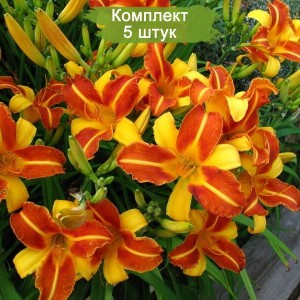 Саженцы лилейника Франс Халс (Frans Hals) -  комплект 5 шт.