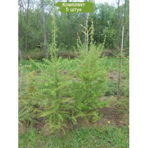 Саженцы лиственницы Европейской 40-60 см -  комплект 5 шт.