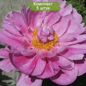 Саженцы пиона Bev (Бев ) -  комплект 5 шт.