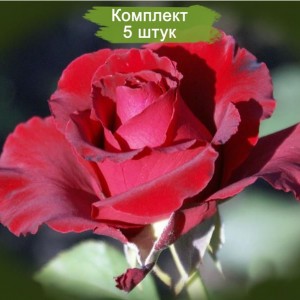 Саженцы чайно-гибридной розы Эротика (Erotika) -  комплект 5 шт.