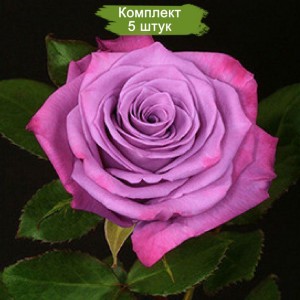 Саженцы чайно-гибридной розы Муди Блюз / Муди Блю (Moody Blue) -  комплект 5 шт.