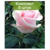 Саженцы чайно-гибридной розы Титаник (Titanik) -  комплект 5 шт.