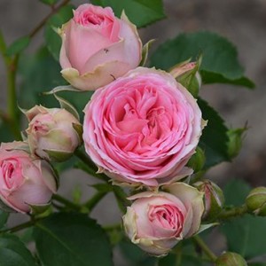 Саженец спрей розы Мими Эден (Mimi Eden)