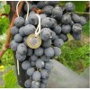 Виноград Агат Донской