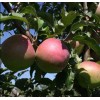 Яблоня Сергиана