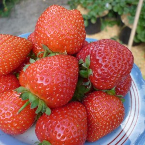 Саженец ремонтантной клубники - земляники Спаржа (Ранняя)