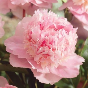 Саженец пиона Эденс перфьюм (Eden's perfume)