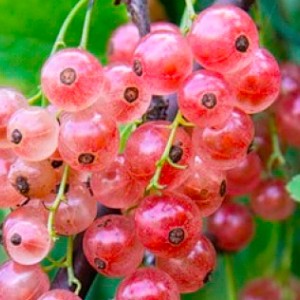 Саженец смородины розовой Роза Чайр (Rose Chair) красная